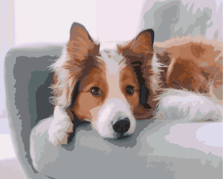 Paint by Numbers Before and After - Dog