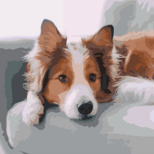 Pet Paint by Numbers - After - Dog
